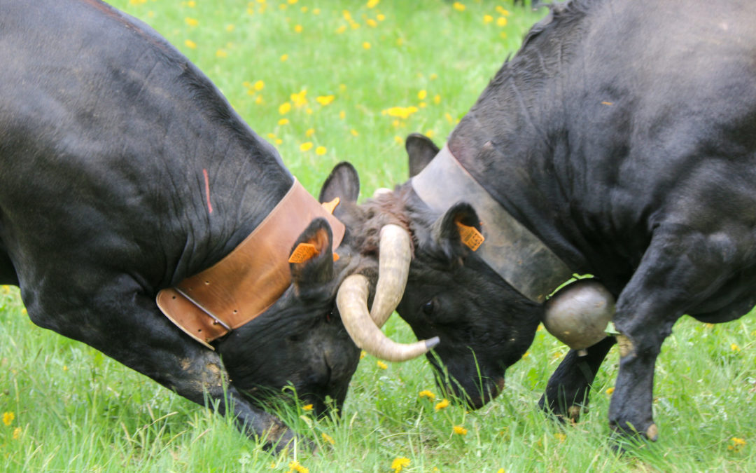 Réalisation de courts reportages (4 et 9 minutes) sur les combats de vaches d’Hérens aux Contamines-Montjoie